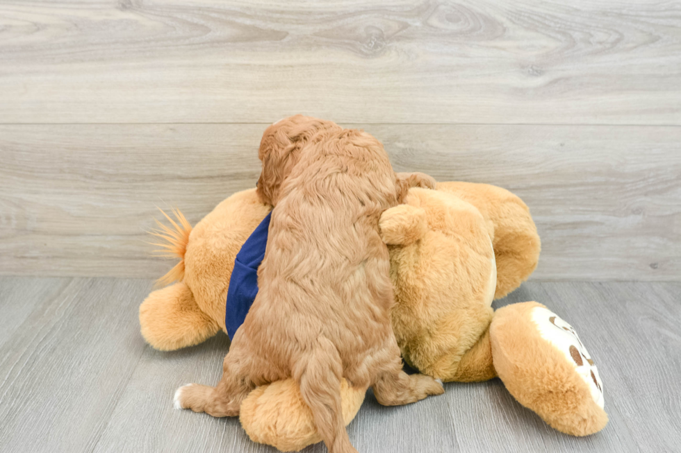 Adorable Cavalier King Charles Spaniel and Poodle Mix Poodle Mix Puppy