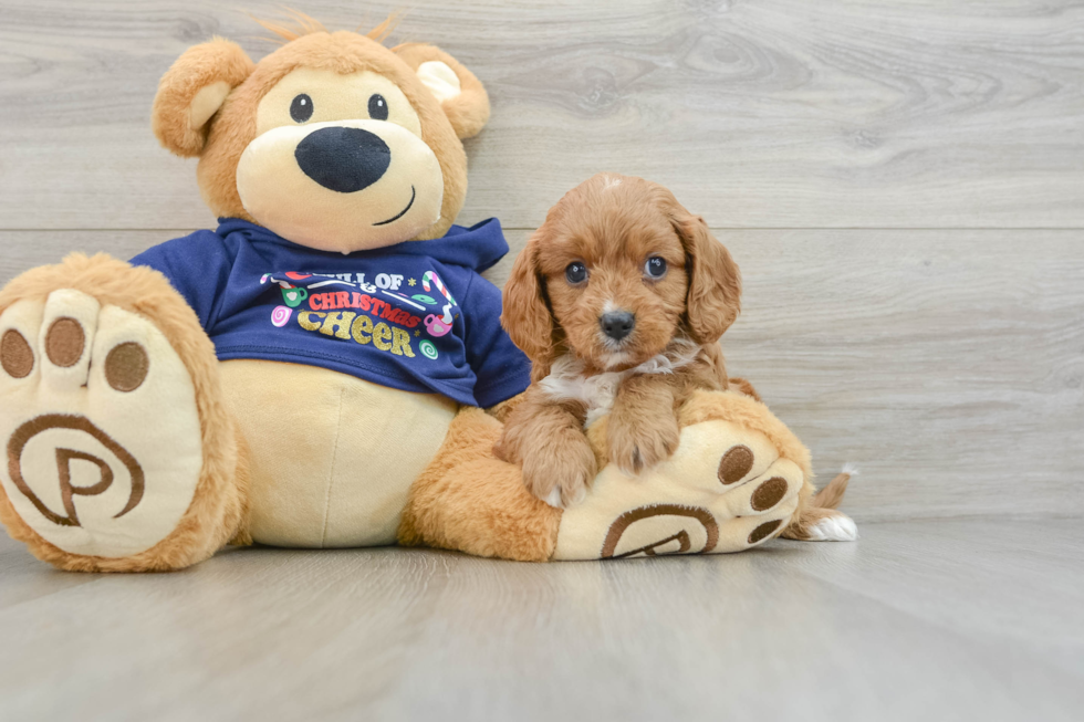 Small Cavapoo Baby