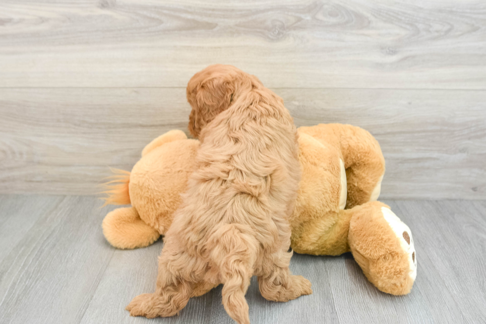 Fluffy Cavapoo Poodle Mix Pup