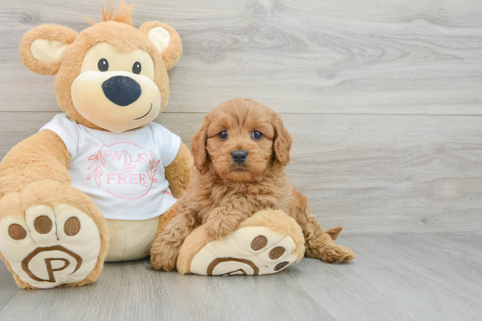 Best Cavapoo Baby