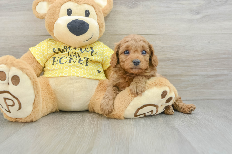 5 week old Cavapoo Puppy For Sale - Premier Pups