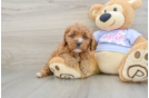 Popular Cavapoo Poodle Mix Pup