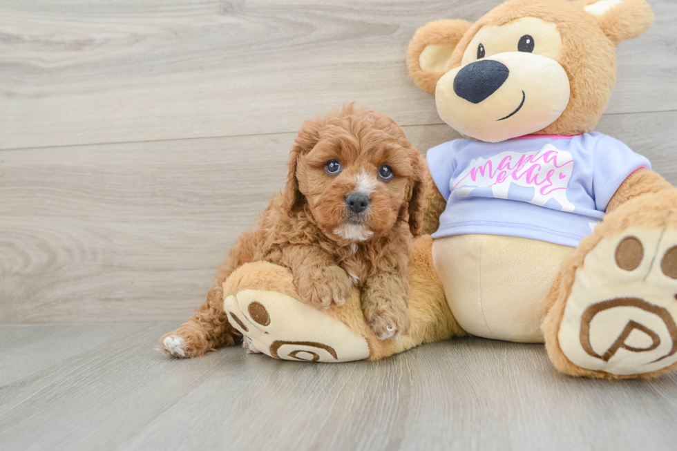 Popular Cavapoo Poodle Mix Pup