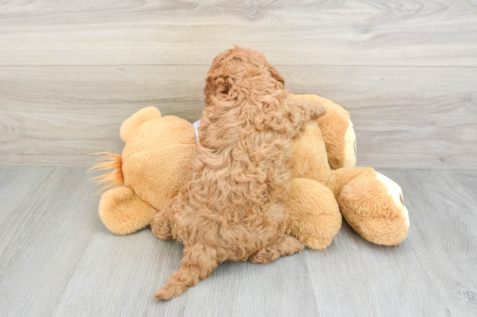 Funny Cavapoo Poodle Mix Pup