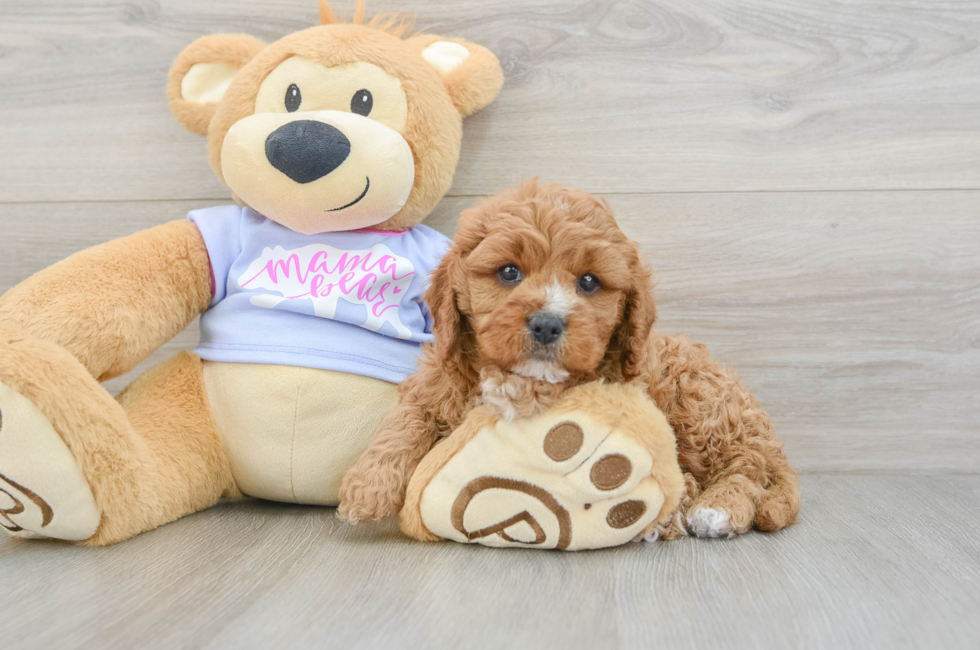 6 week old Cavapoo Puppy For Sale - Premier Pups