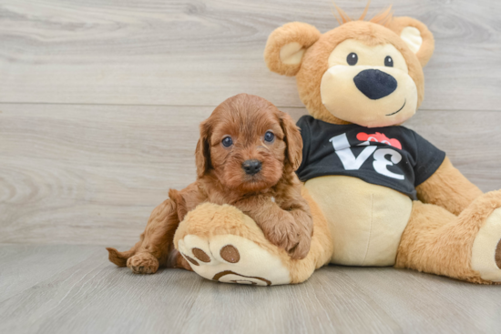 Cute Cavapoo Baby