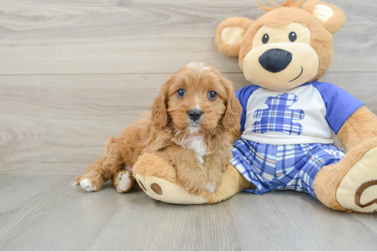 Popular Cavapoo Poodle Mix Pup