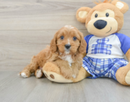 8 week old Cavapoo Puppy For Sale - Premier Pups