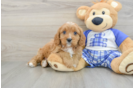 Popular Cavapoo Poodle Mix Pup
