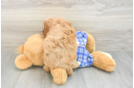 Sweet Cavapoo Baby