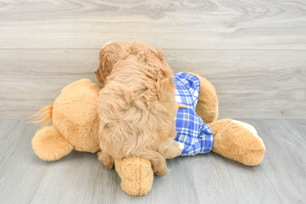 Sweet Cavapoo Baby