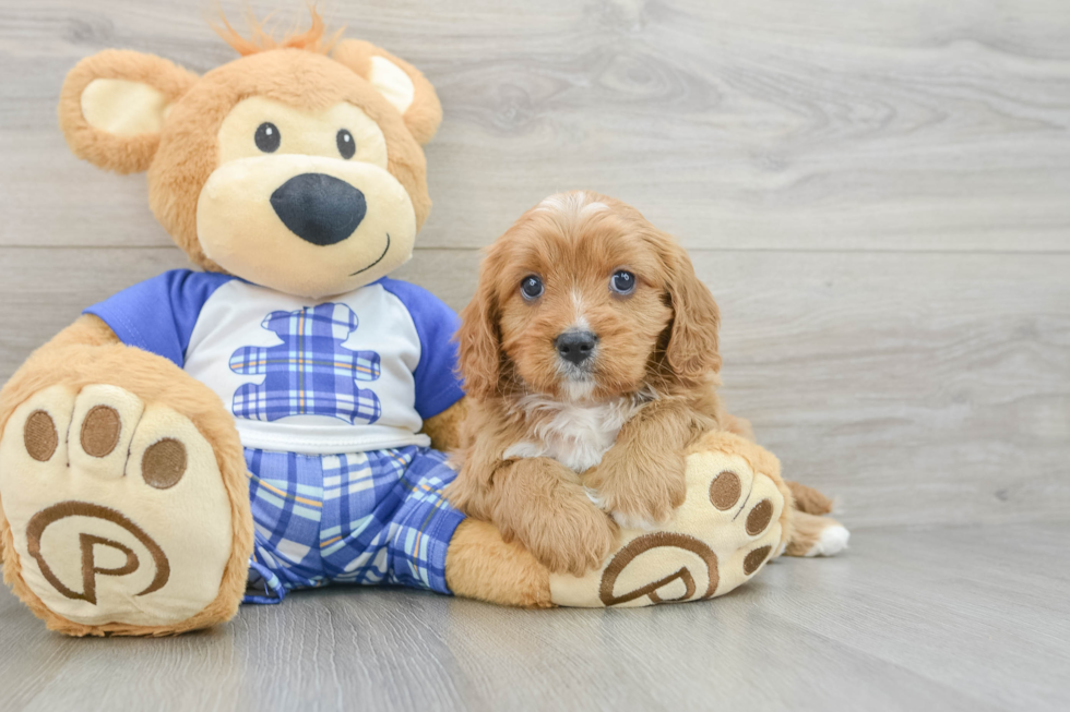 Best Cavapoo Baby