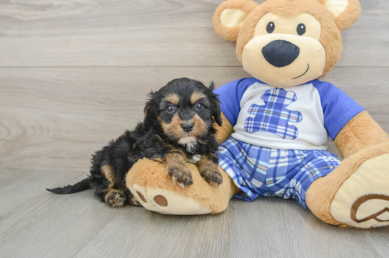 Little Cavipoo Poodle Mix Puppy