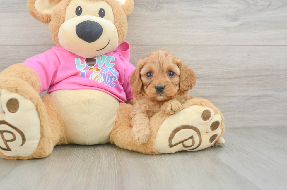 5 week old Cavapoo Puppy For Sale - Premier Pups
