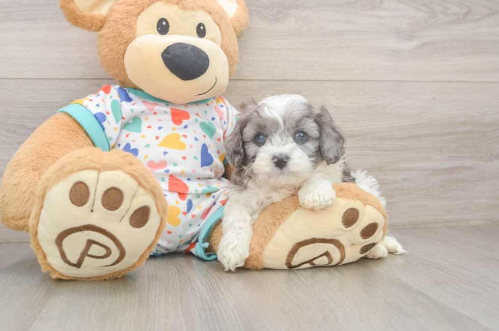 5 week old Cavapoo Puppy For Sale - Premier Pups