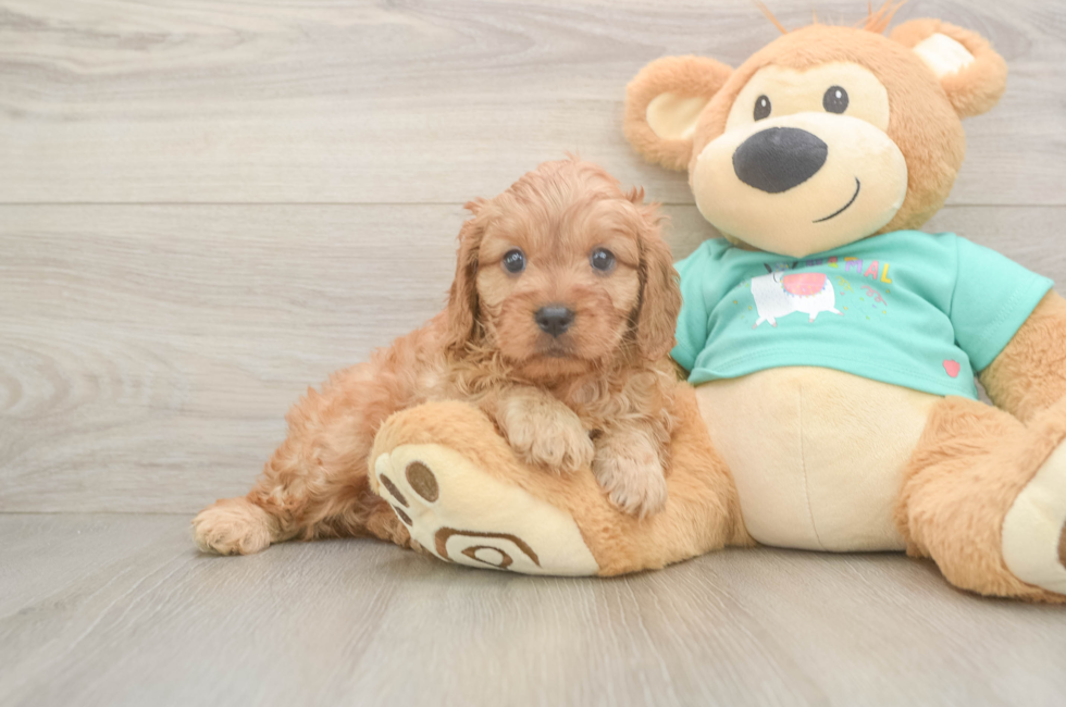 5 week old Cavapoo Puppy For Sale - Premier Pups
