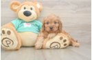 Sweet Cavapoo Baby