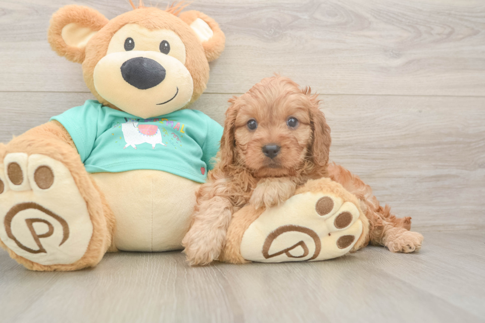 Sweet Cavapoo Baby