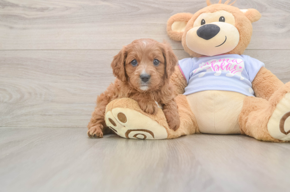 5 week old Cavapoo Puppy For Sale - Premier Pups