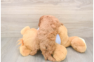 Cavapoo Pup Being Cute