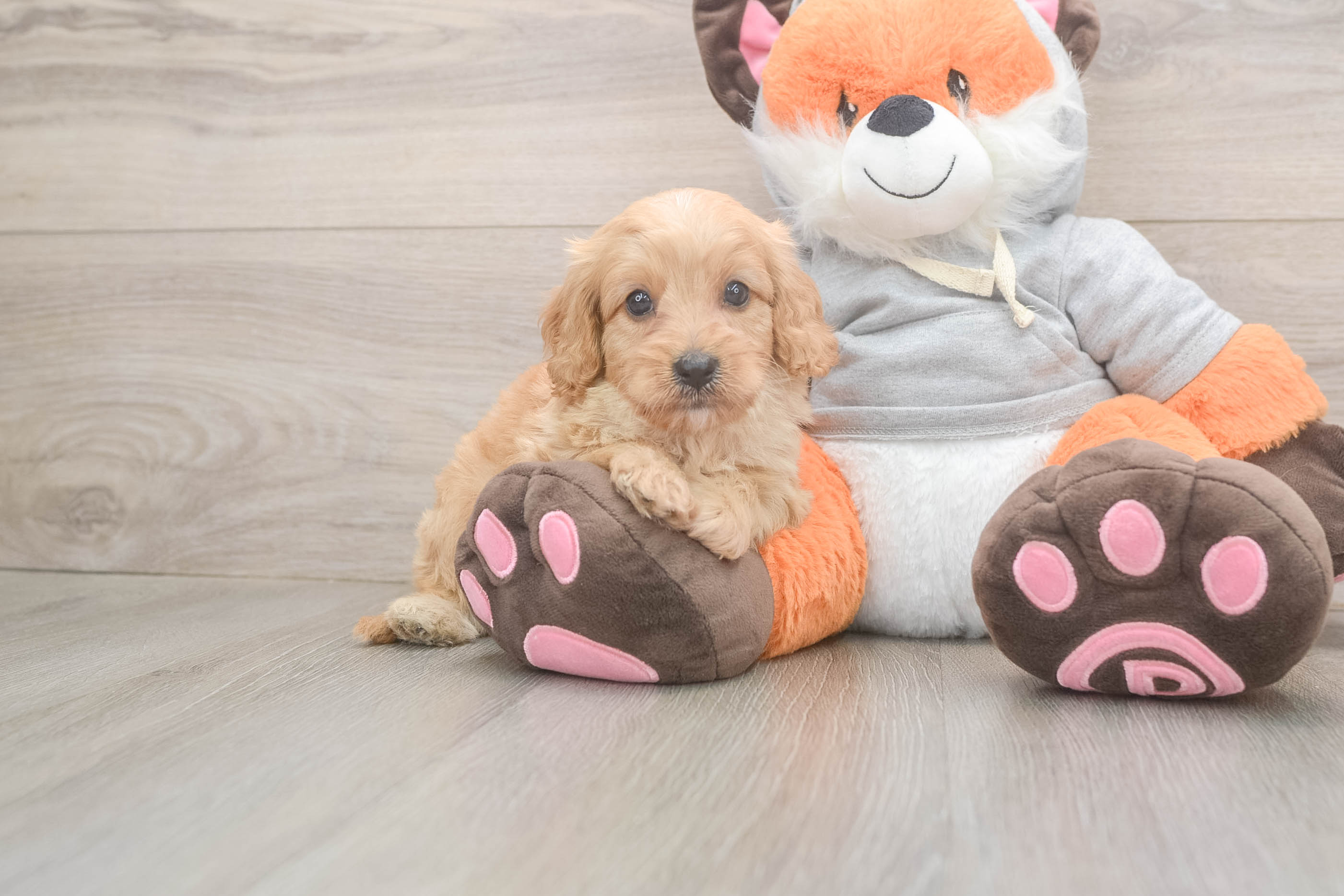 Sweet Cavapoo Baby