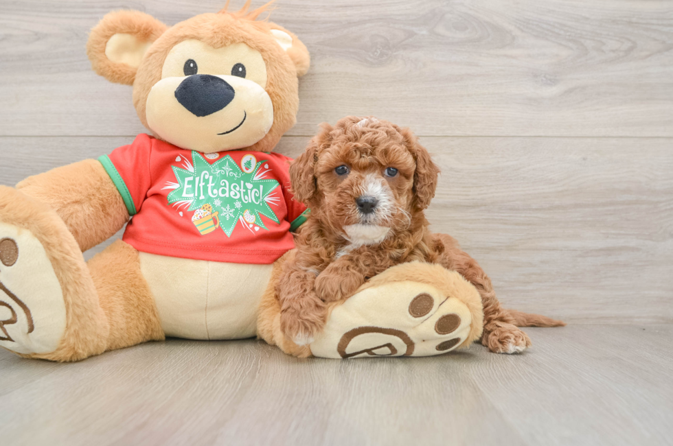 5 week old Cavapoo Puppy For Sale - Premier Pups