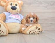 7 week old Cavapoo Puppy For Sale - Premier Pups
