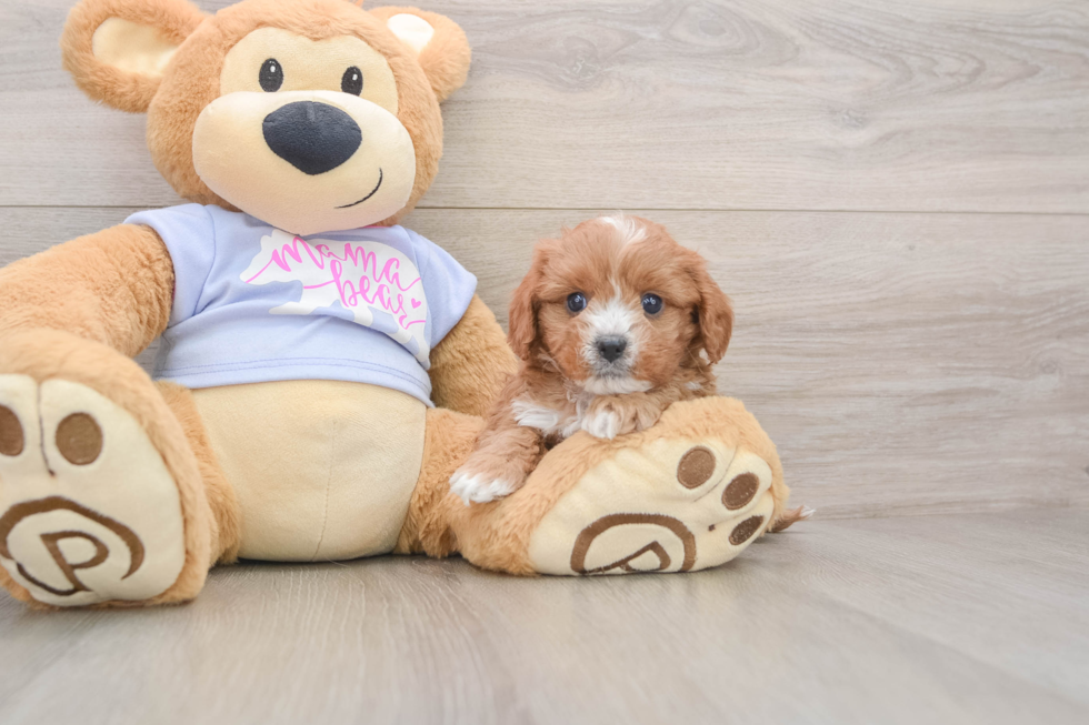 Smart Cavapoo Poodle Mix Pup