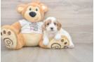 Best Cavapoo Baby