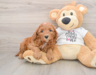 8 week old Cavapoo Puppy For Sale - Premier Pups