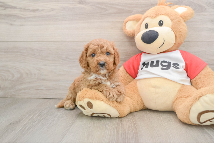 Cavapoo Pup Being Cute