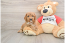 Cavapoo Pup Being Cute