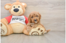 Adorable Cavalier King Charles Spaniel and Poodle Mix Poodle Mix Puppy