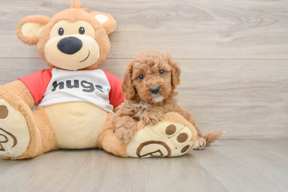 Adorable Cavalier King Charles Spaniel and Poodle Mix Poodle Mix Puppy