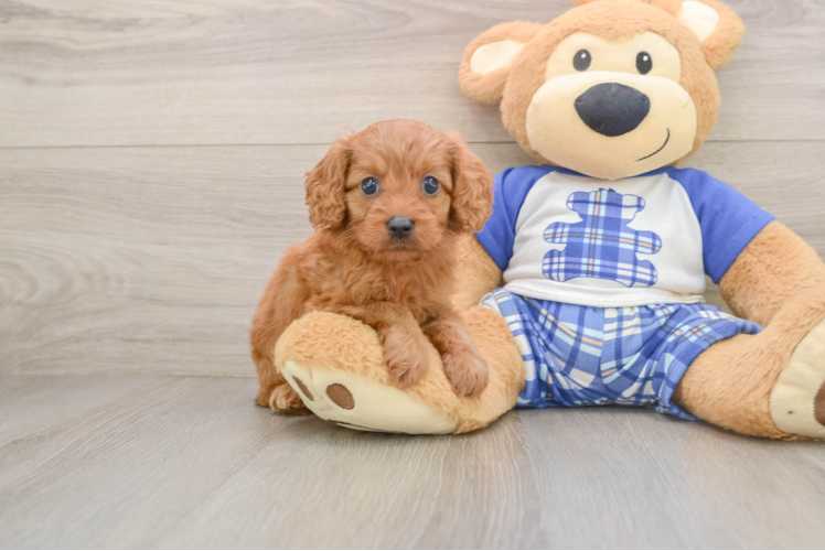 Energetic Cavoodle Poodle Mix Puppy