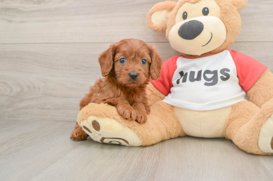 Cavapoo Puppy for Adoption