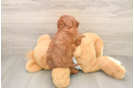 Best Cavapoo Baby