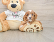 8 week old Cavapoo Puppy For Sale - Premier Pups