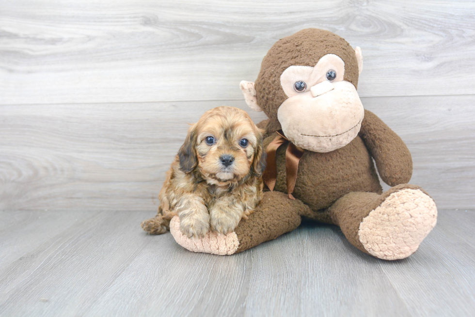 Petite Cavapoo Poodle Mix Pup