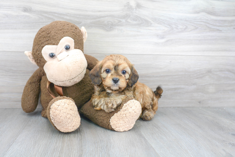 Little Cavoodle Poodle Mix Puppy