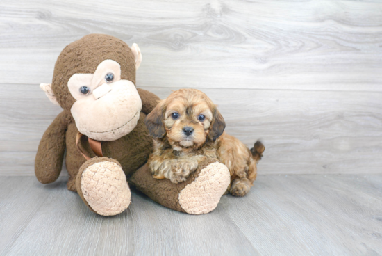 Little Cavoodle Poodle Mix Puppy