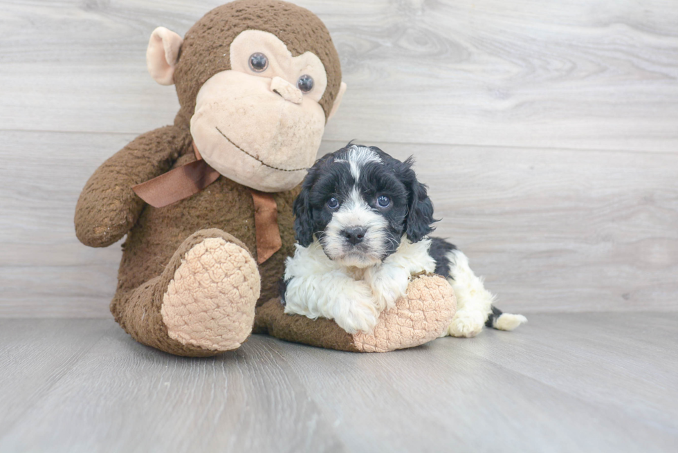 Popular Cavapoo Poodle Mix Pup