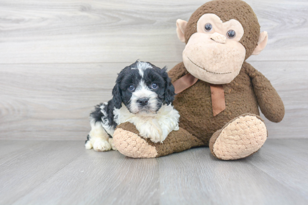 Little Cavoodle Poodle Mix Puppy