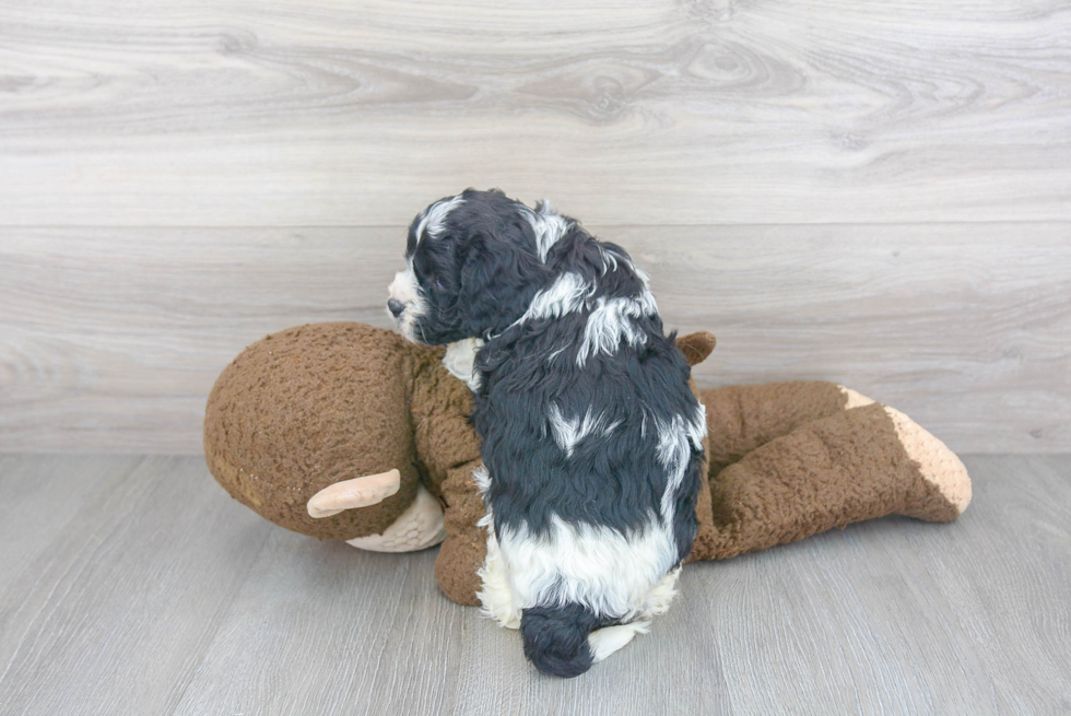 Energetic Cavoodle Poodle Mix Puppy