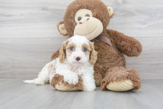 Small Cavapoo Baby