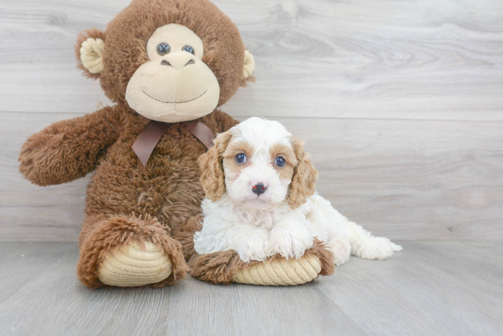 Best Cavapoo Baby