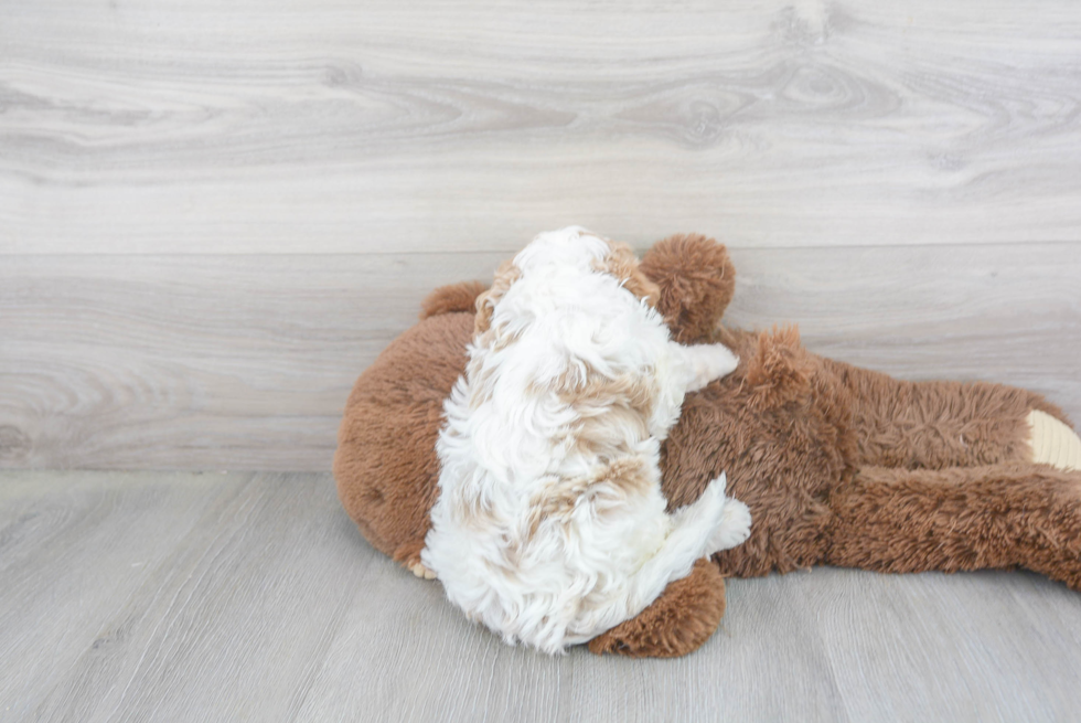 Cavapoo Pup Being Cute