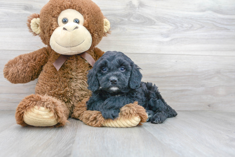 Smart Cavapoo Poodle Mix Pup