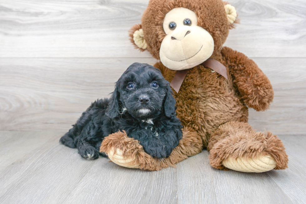 Hypoallergenic Cavoodle Poodle Mix Puppy