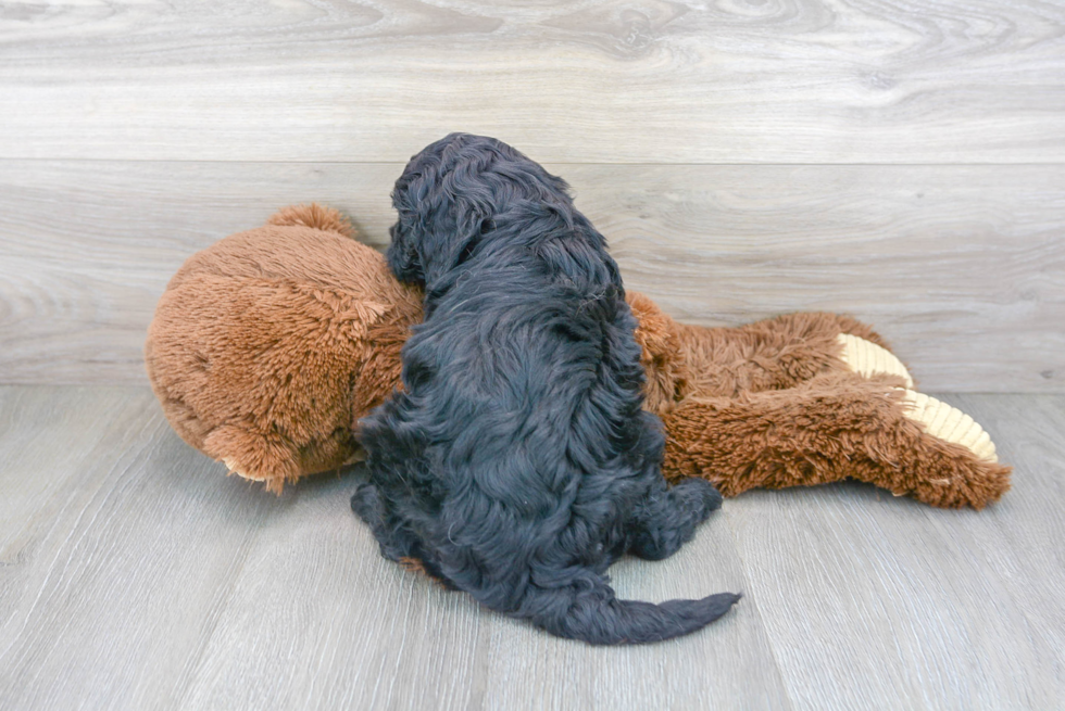 Cavapoo Pup Being Cute